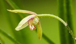 兰花姐姐最新爆料,娱乐圈幕后真相大曝光！